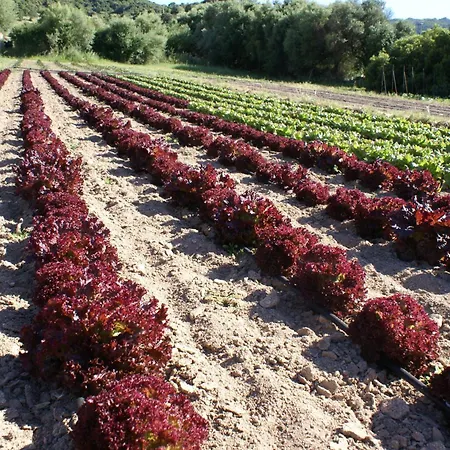 L'aglientu * 로이리