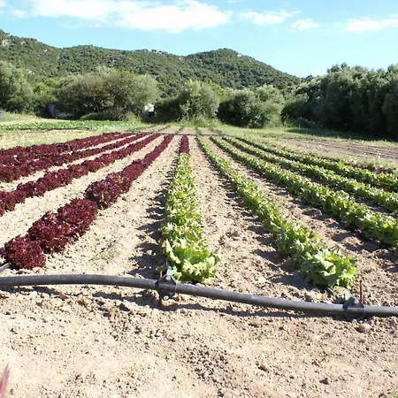 L'aglientu