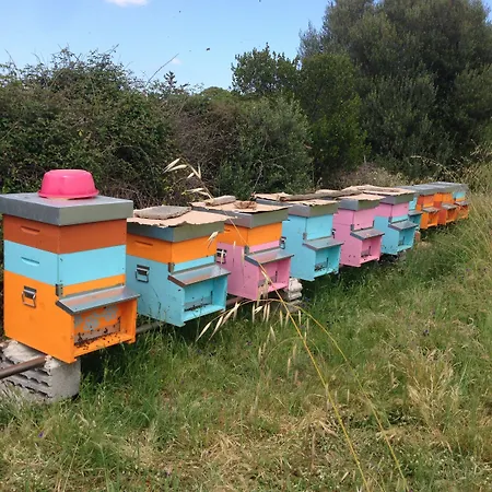 팜스테이 L'aglientu