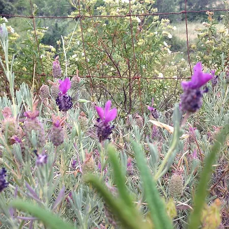 L'aglientu 로이리